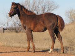Paddys Gin Jayla JW<BR>AQHA 5670544